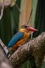Stork-billed kingfisher perching on the tree branch.