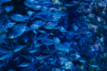 Numerous soldierfish