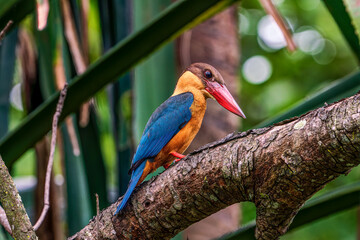 Stork-billed kingfisher perching on the tree branch.