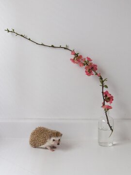 Hedgehog with cherry blossom