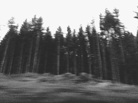 Creepy Trees Go By