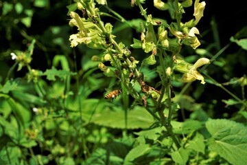 Bee flying to blooming Salvia glutinosa plant