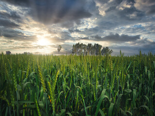 wheat field and sunrise in the sky