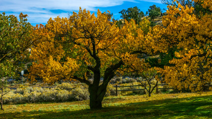 Great Basin National Park, Nevada