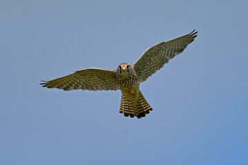 Common kestrel (Falco tinnunculus)