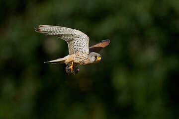 Common kestrel (Falco tinnunculus)