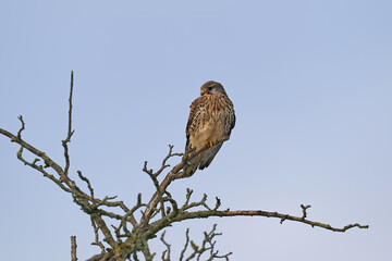 Common kestrel (Falco tinnunculus)