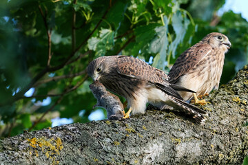 Common kestrel (Falco tinnunculus)
