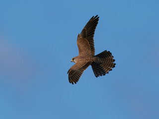 Common kestrel (Falco tinnunculus)