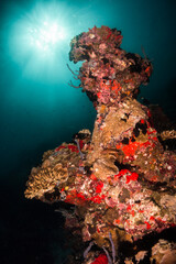 Underwater photography, coral reef ecosystem surrounded by tropical reef fish. Colorful reef scene,...