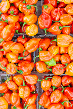 Habanero peppers