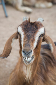 Portriat of a goat with bad teeth