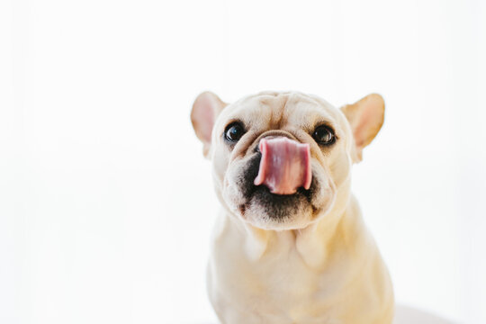 french bulldog sticking out tongue