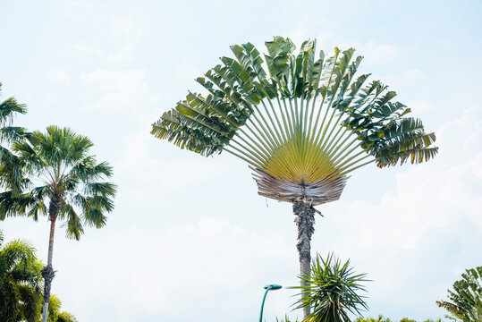 exotic tree with leaves in form of fan