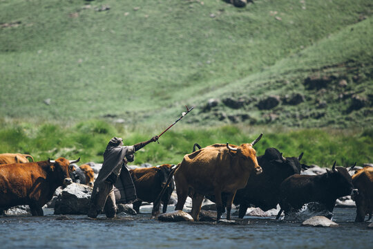 African Basotho herdsman guiding his cattle across a river