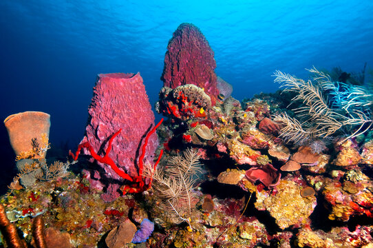 Giant barrel sponge on a coral reef, roatan island, honduras