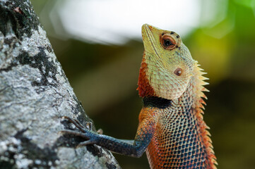 gecko