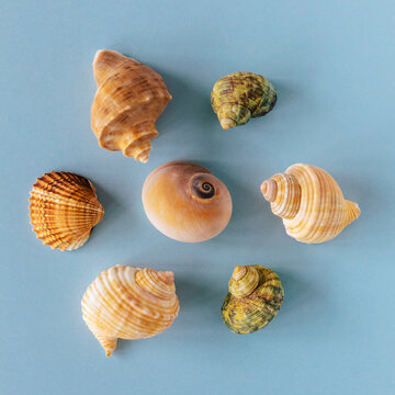 Seashells