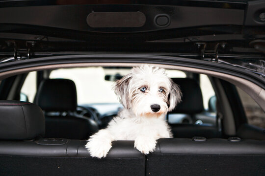Puppy outing