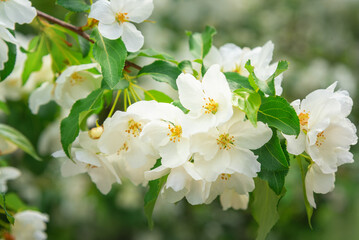 Blossoming apple tree brunch with white flowers