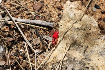 Furnace Ant (Melophorus sp.) carrying spent fuchsia flower, South Australia