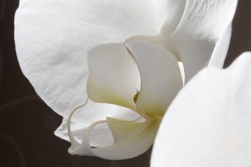 White orchid flower close-up on a dark background. Abstract white background. Orchid in backlight.