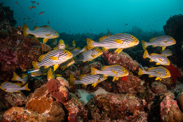 Underwater photography, coral reef ecosystem surrounded by tropical reef fish. Colorful reef scene,...