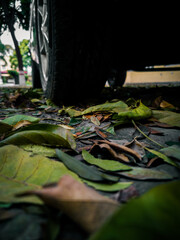 leaves in the garden