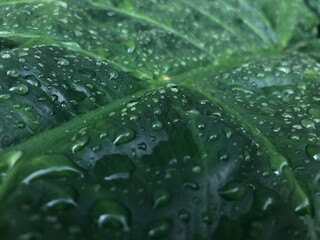 water drops on green leaf
