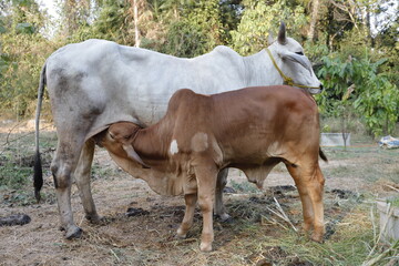 Mother and child cows together.