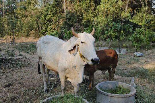 Mother and child cows together.