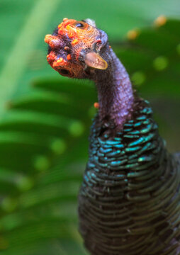 Ocellated Turkey