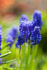 spring flowers in the garden