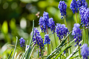spring flowers in the garden