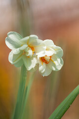 spring flowers in the garden