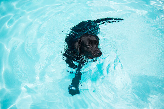 Black dog swimming in a pool