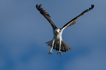 An osprey fishing in Florida  © Harry Collins