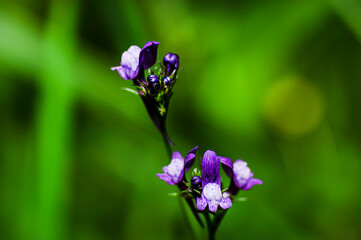 Linaria Pelisseriana Photographed in Sardinia, Linajola di Pellicier, Macro Photography