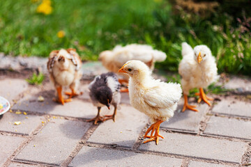 young chickens in the garden