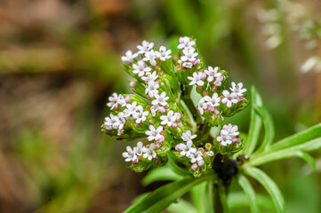 Obraz premium Common Valerian Photographed in Sardinia, Valeriana Officinalis, Macro Photpgraphy