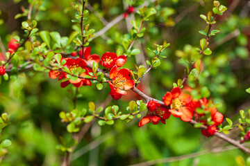 Chaenomeles flowers in the garden