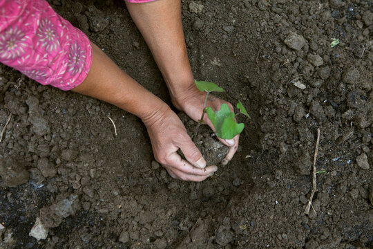 Hands planting a young plant.