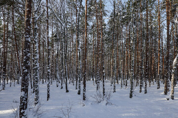 Obraz na płótnie Canvas Fituna, Sweden A wooded landscape in the snow.