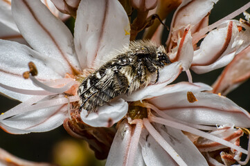 Tropinota Squalida Beetle in Sardinia, Macro Photography, Close Up Photography