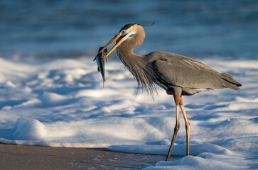 Obraz premium A great blue heron with a large fish on the beach in Florida 