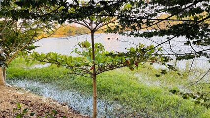 this is a tree that has colorful leaves