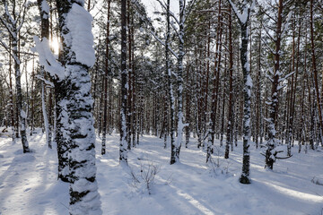 Fituna, Sweden A wooded landscape in the snow.