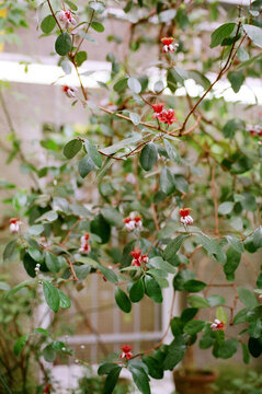 Feijoa in blossom