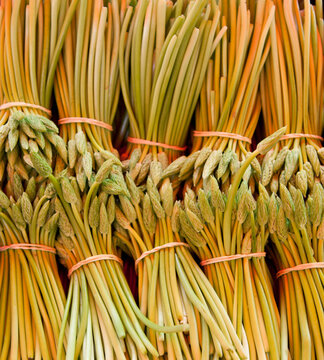 Wild Asparagus