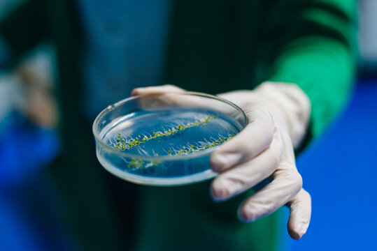 scientist examining petri dishe of plant